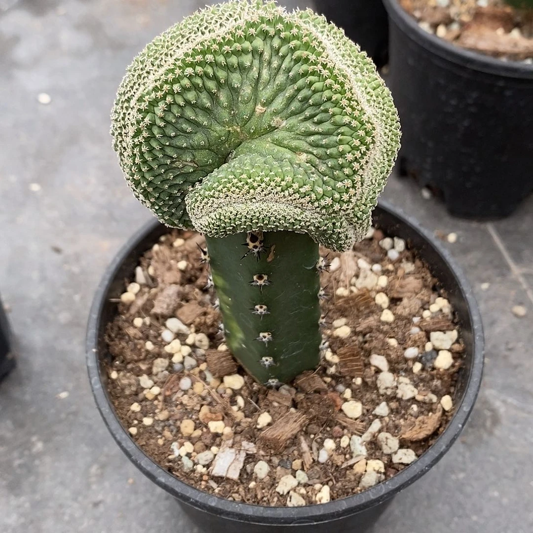嫁接菊水缀化6公分多