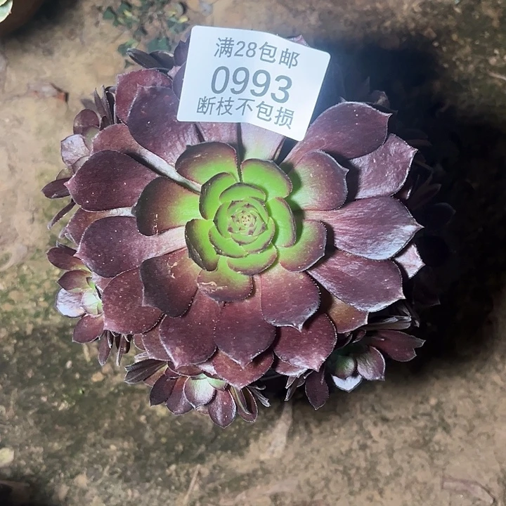 0993黑美人多肉植物