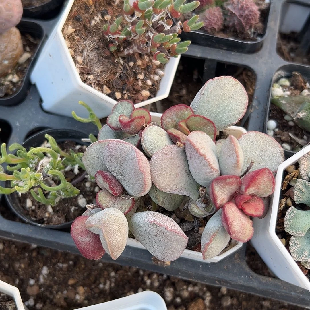 多肉植物水泡春彩