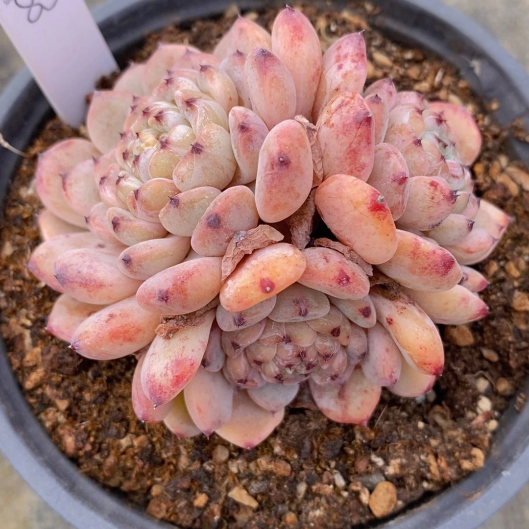 用多肉，治愈生活-111