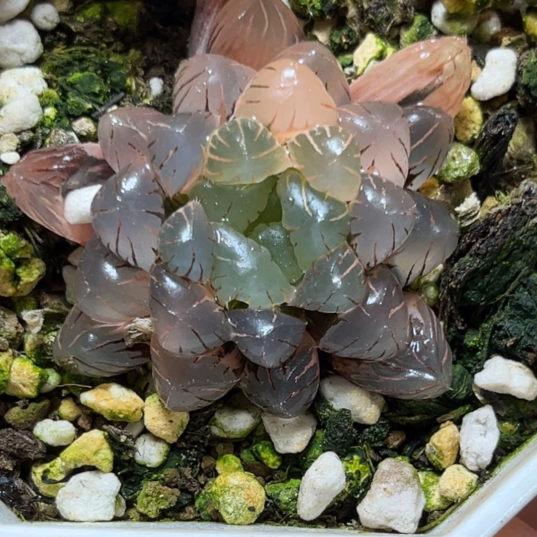 恭喜发财大吉大利682