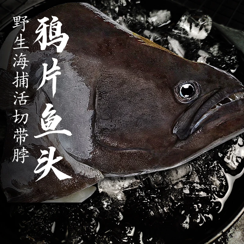 野生海捕鸦片鱼头超大号新鲜碟鱼头
