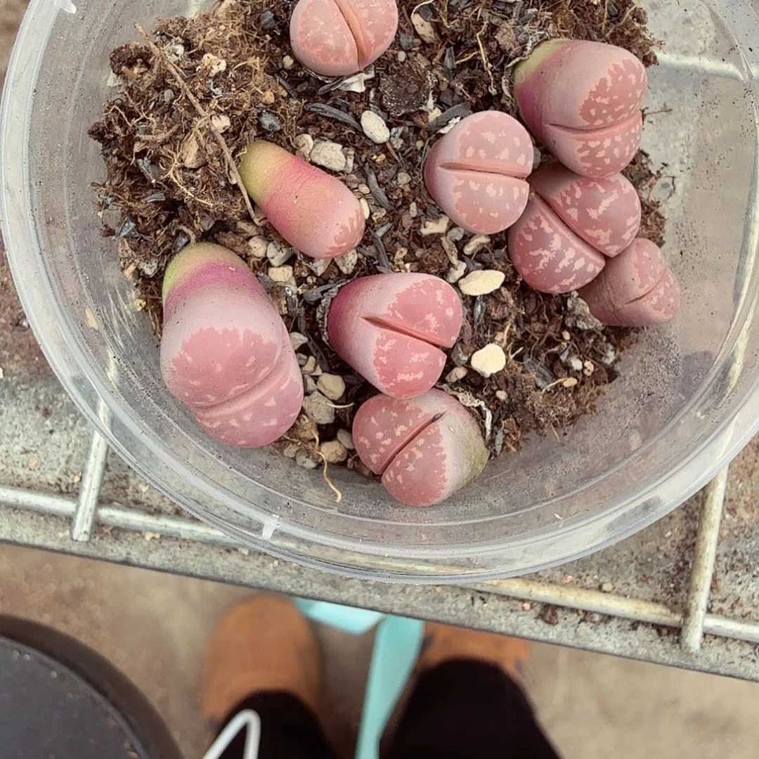 好喜欢看肖蘸带203是