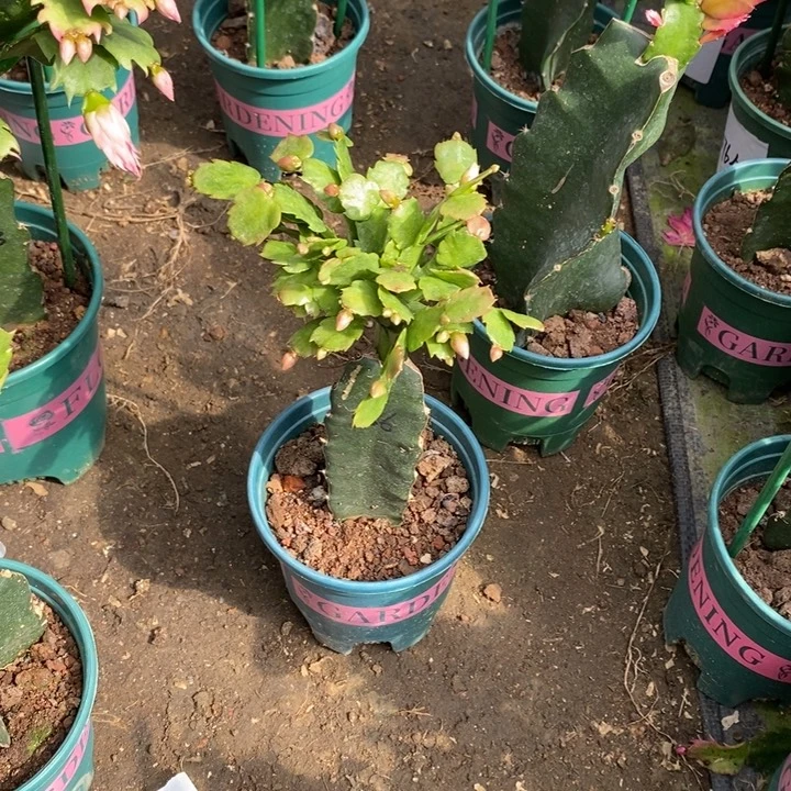 指***动完全开放086重瓣086