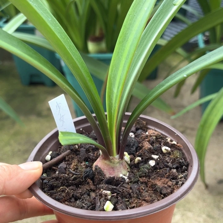 无花朵少女之梦3厘米