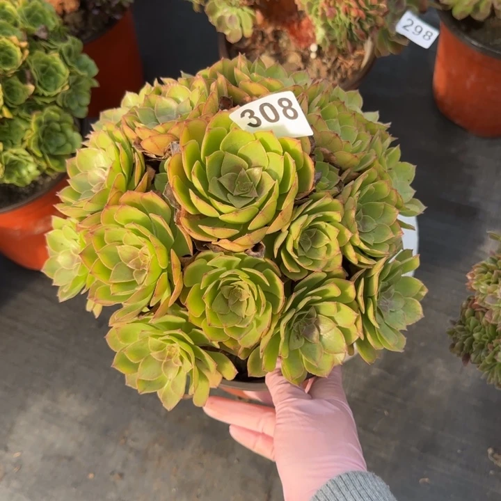 多肉植物桃花石308