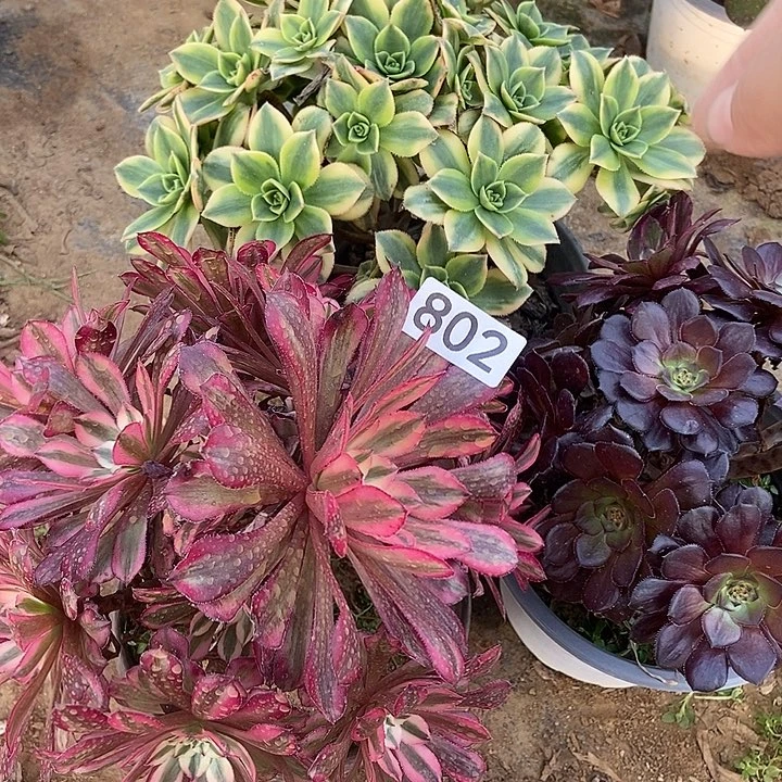 三科特价不包断802多肉不包断