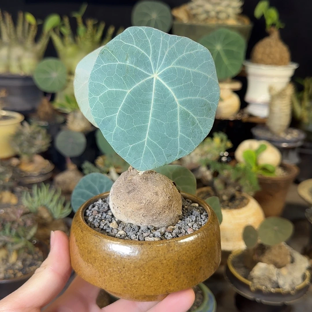 一物一拍老家一叶龟35