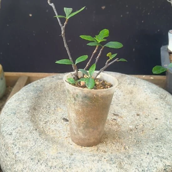 松***谷无花朵海岛春花