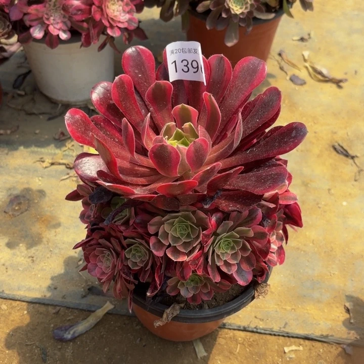 美杜莎多肉处理不包断头1396