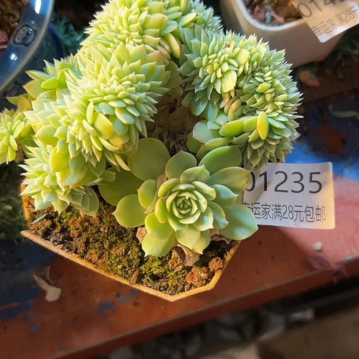 幸运的是我还没遇到你