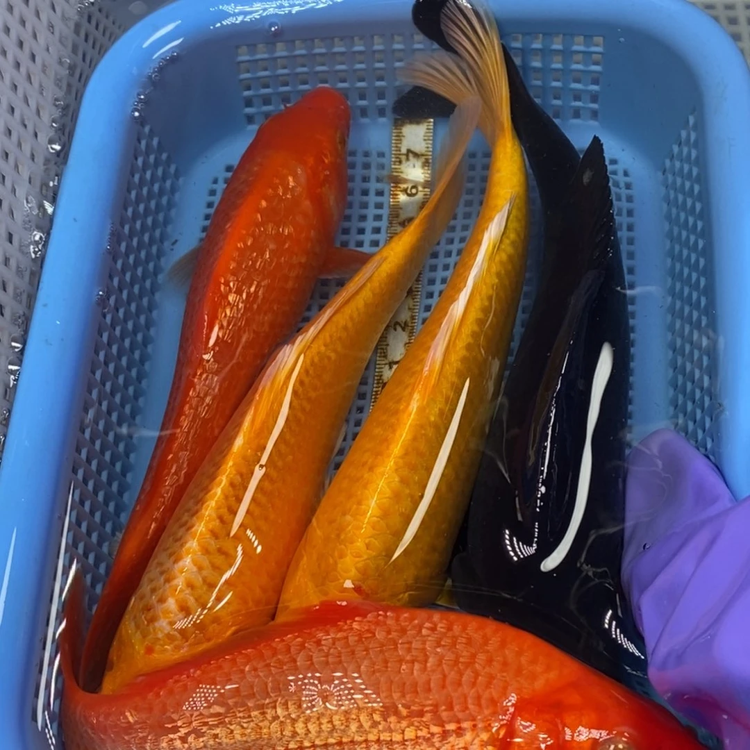 锦鲤冷水锦鲤包邮