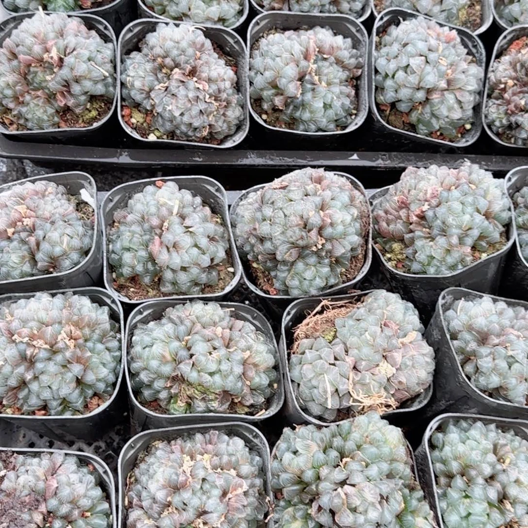 多头蓝镜多肉植物一颗