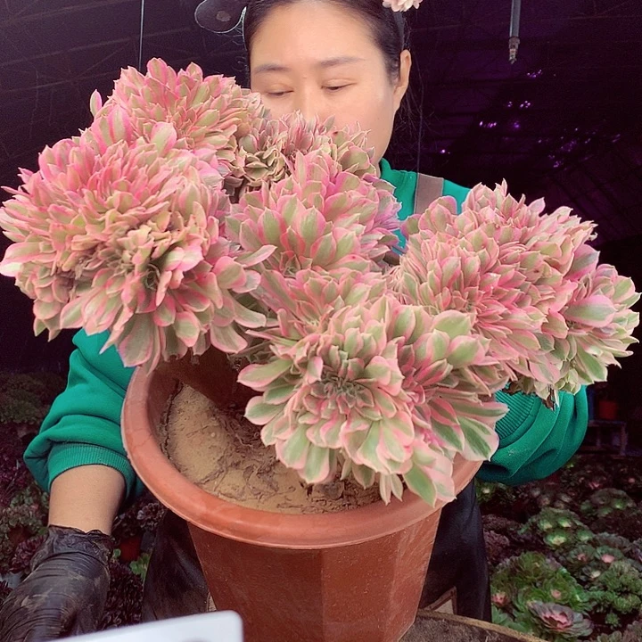 柒柒精品多肉脱土发货不包断侧枝670