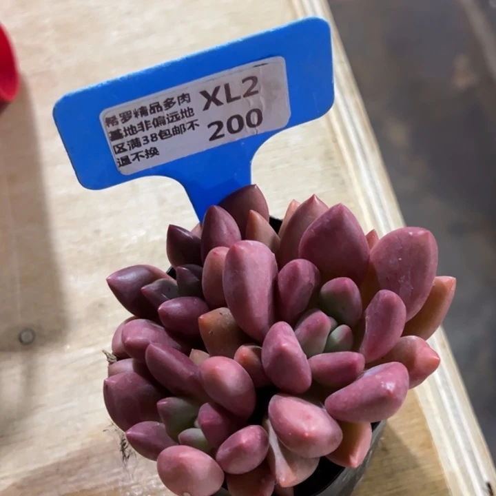 桃花源群7cmfulighjjk