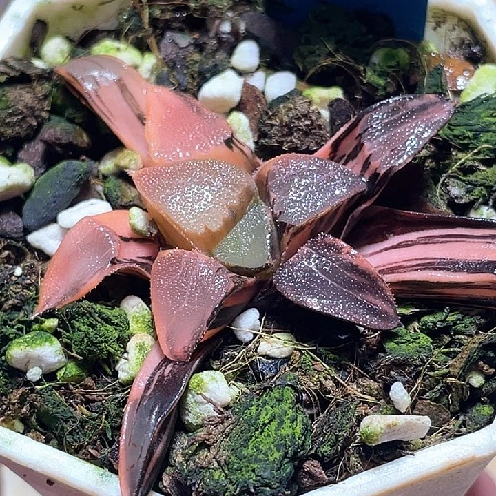 944丘比特锦一物一拍