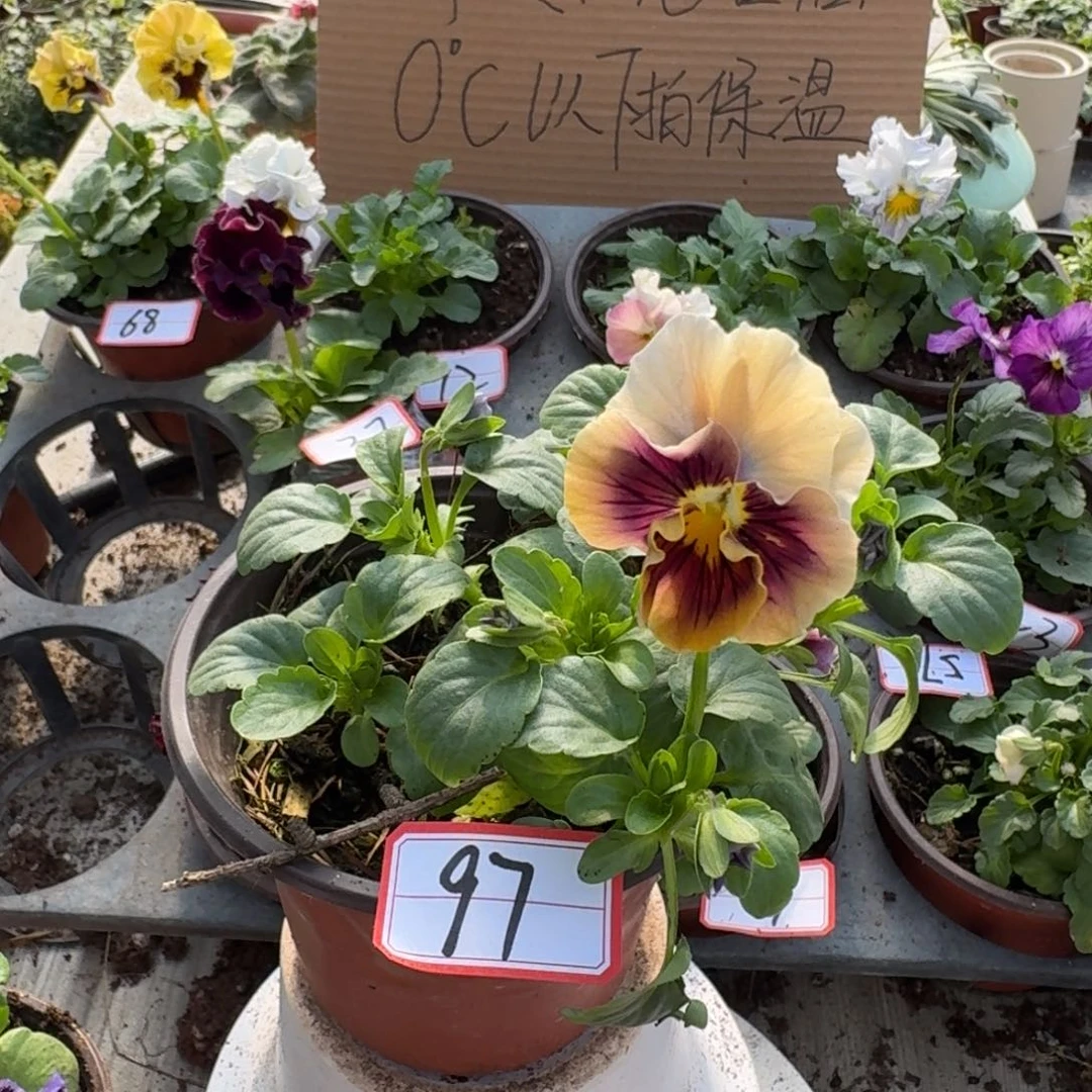 大部分花苞少量开放97