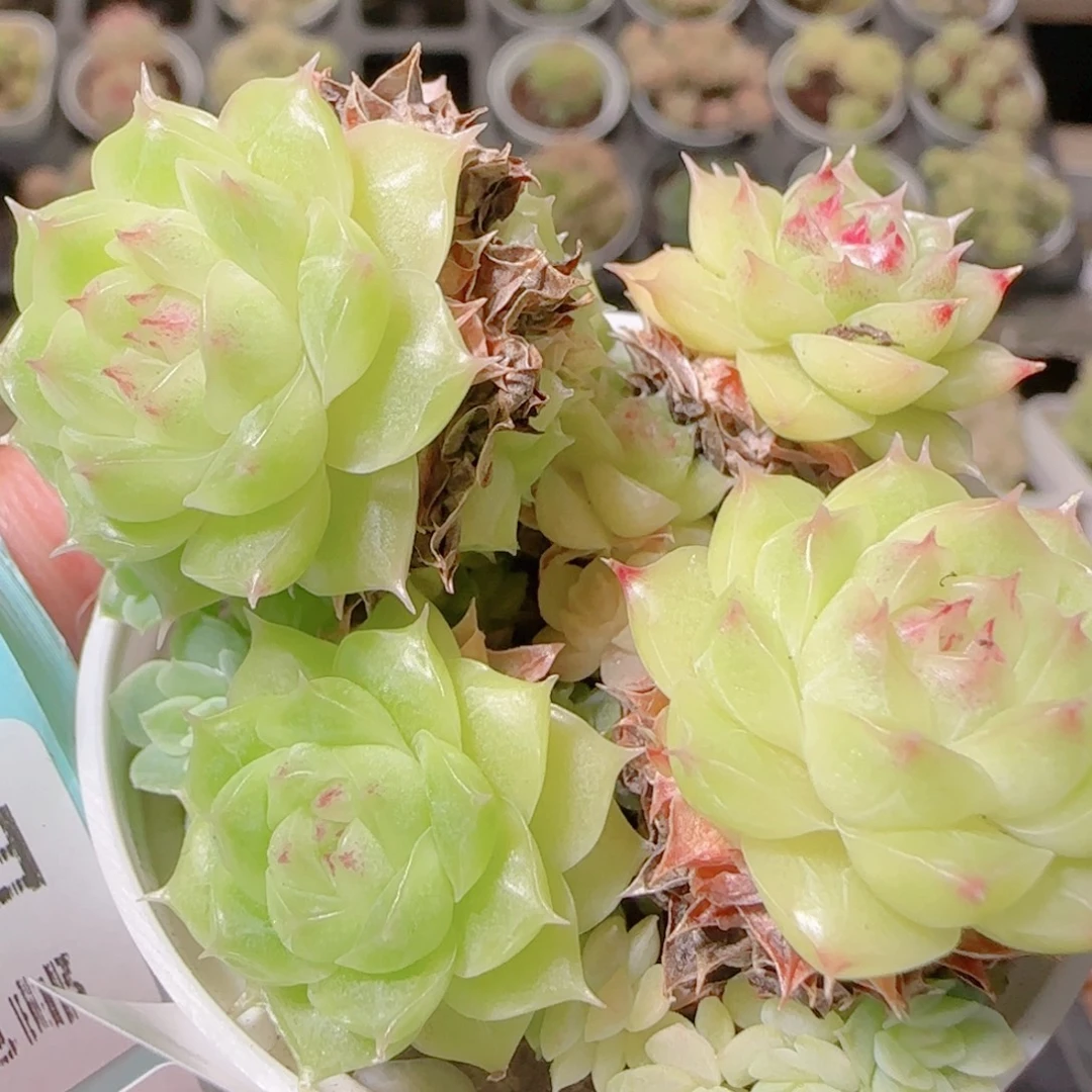 花语逸镜1106-185散