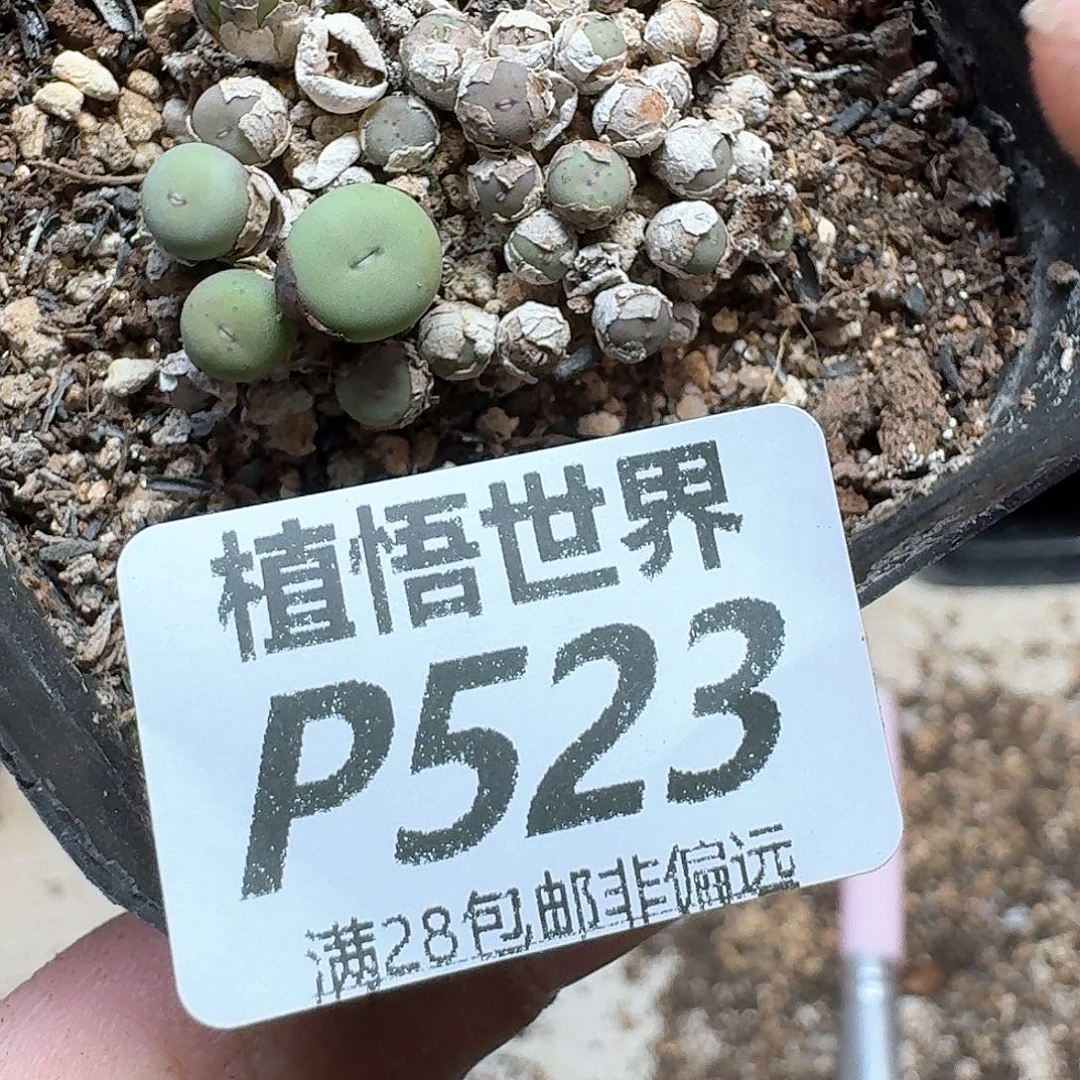多肉植物的润泽发发