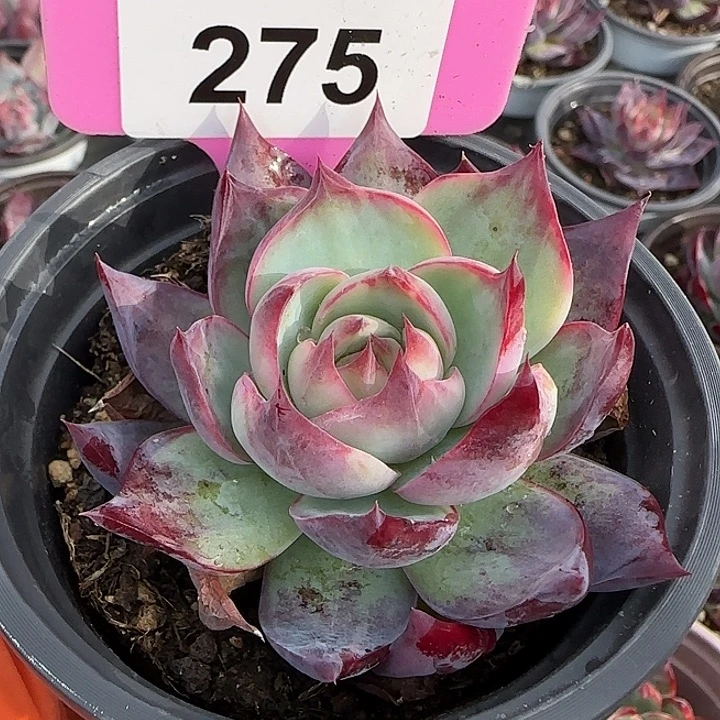 275 惊鸿仙子多肉植物