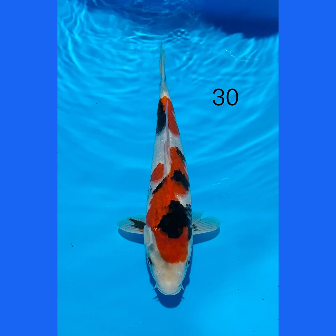 编号250119-05 锦鲤鱼30cm【多摩龙】出品