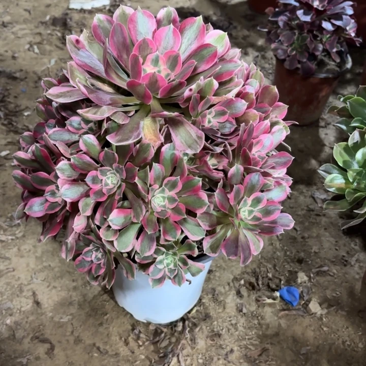 多肉植物法师女妖24