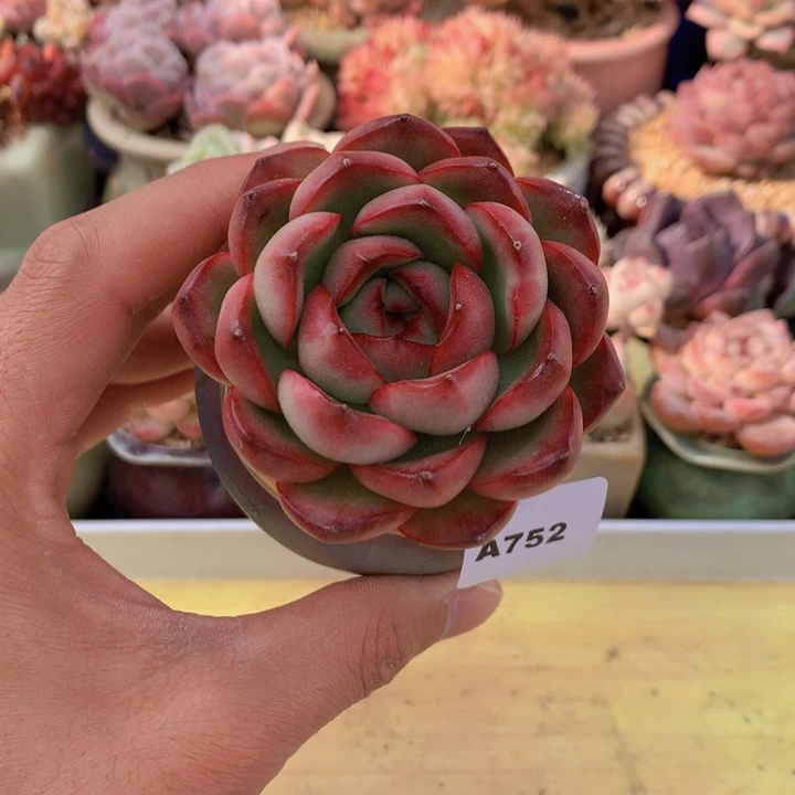 一物一拍满38包邮A752