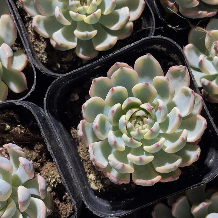 姬莲锦4.8带盆土发