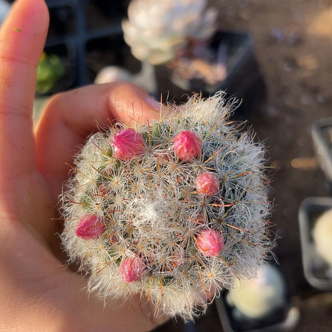 高沙夫父母植物中中央音乐学院