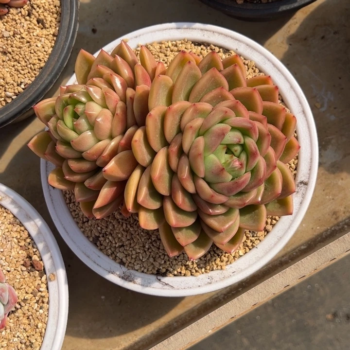 晴空珍妮 夏鸣园艺