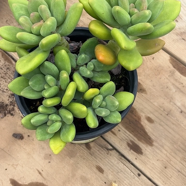 @***洁芒果奶,一物一拍。