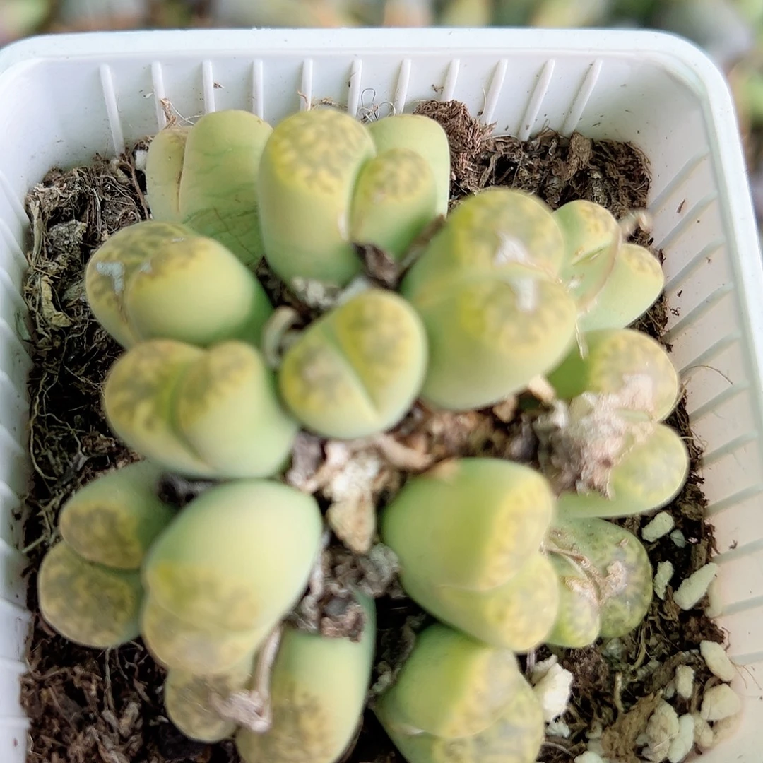 300 好养易活生石花大母本