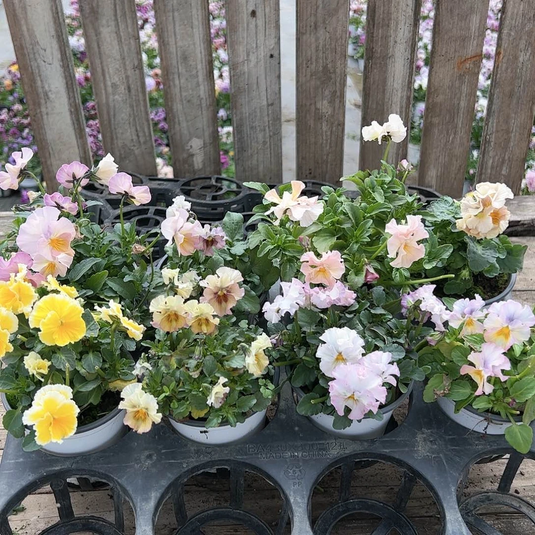 【闪购商品】082号