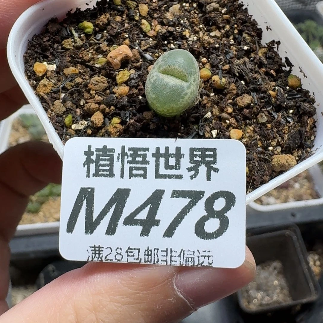 多肉植物的人生fgb