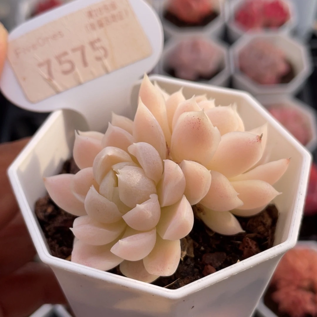 白月影7575-5.5厘米