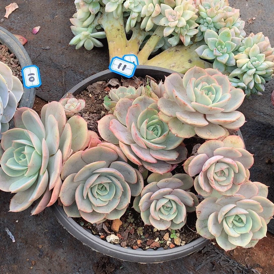 11苍鹭一物一拍多肉