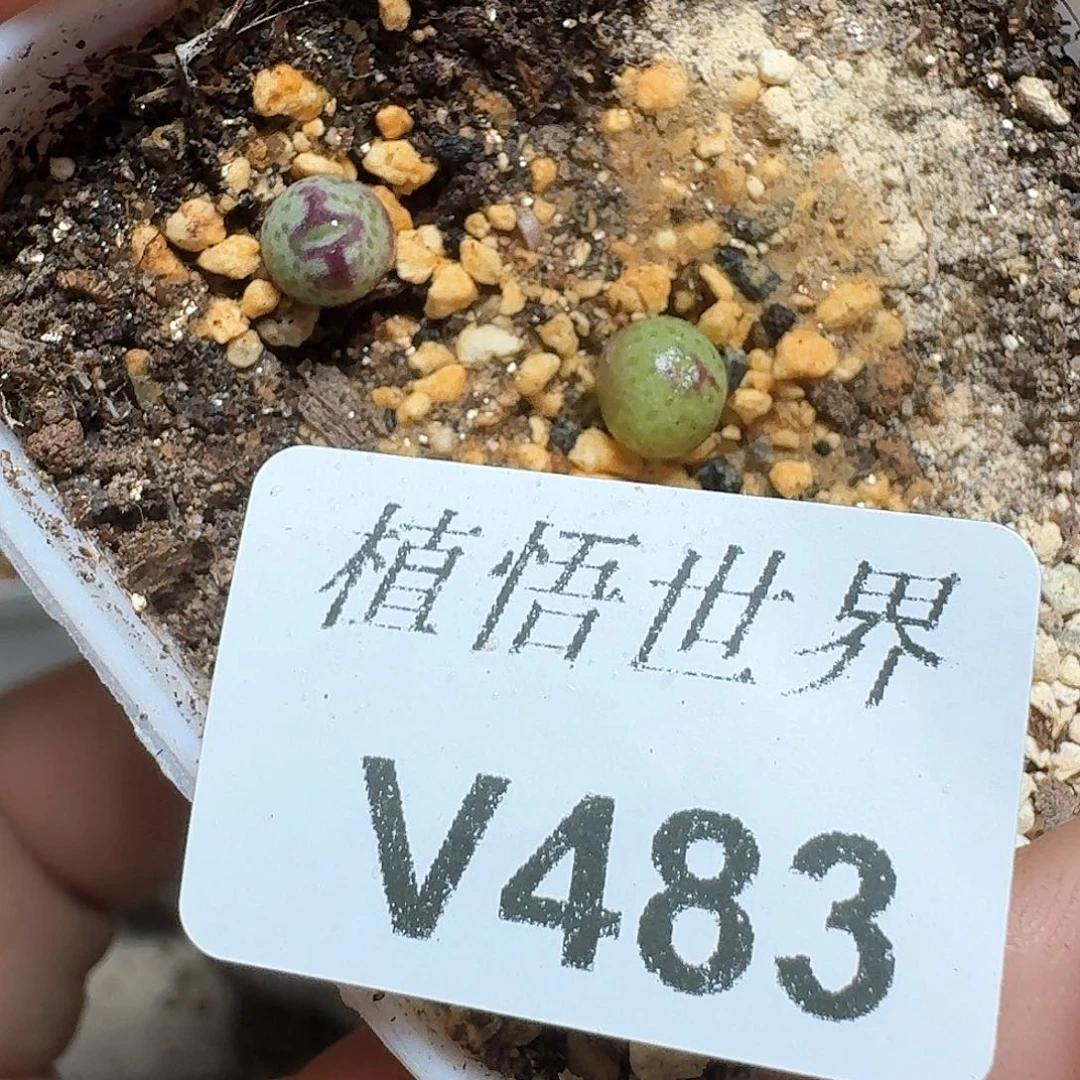 483号多肉植物哇c c