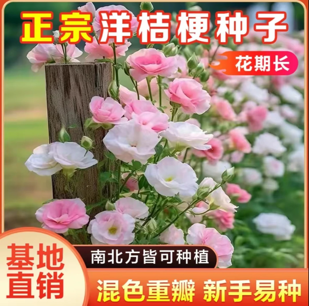【洋桔梗种子】家庭阳台小院四季种植盆栽地栽易种易活