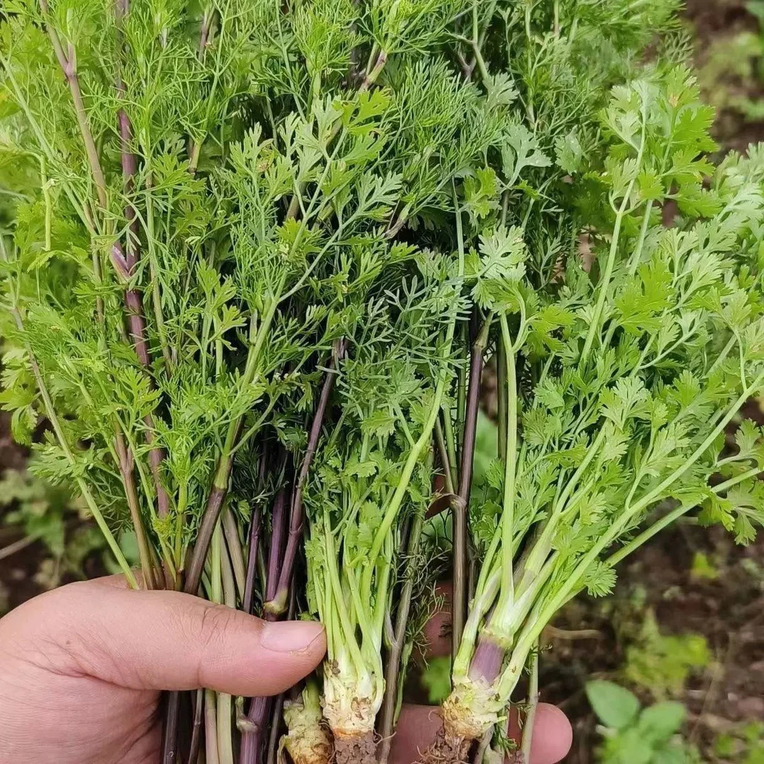 云南保山新鲜老品种小香菜农家自种植芫荽小香菜调味佐料带根香菜