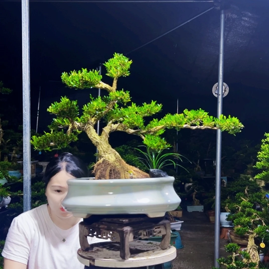 无花朵黄杨木