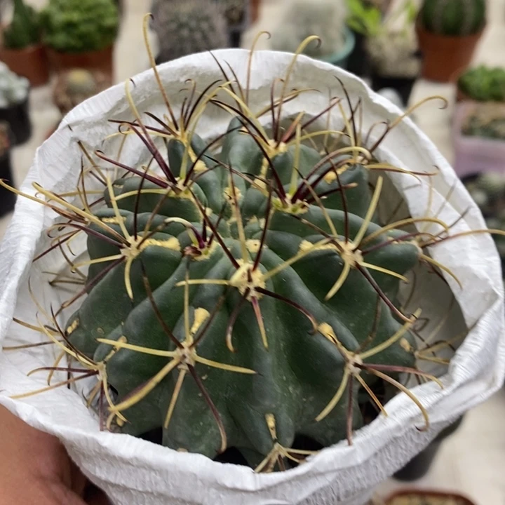 实生黑罗莎特价包邮