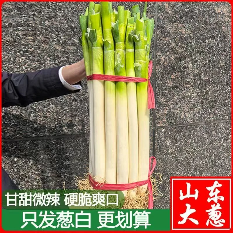 【无叶葱】正宗山东铁干大葱新鲜蔬菜农家现挖3/5/10斤脆甜只发葱白