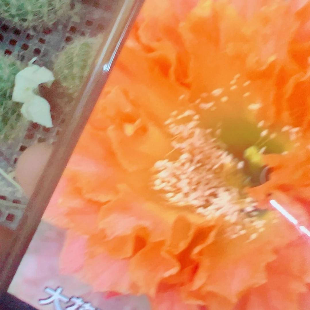 彩草 千层酥 侧芽 满20包邮