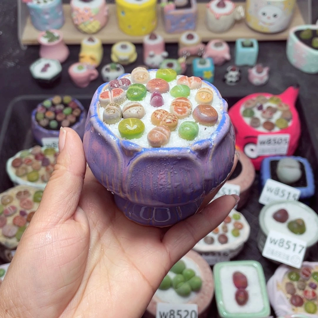 w8525 带盆土发货 -零下地区拍保温箱