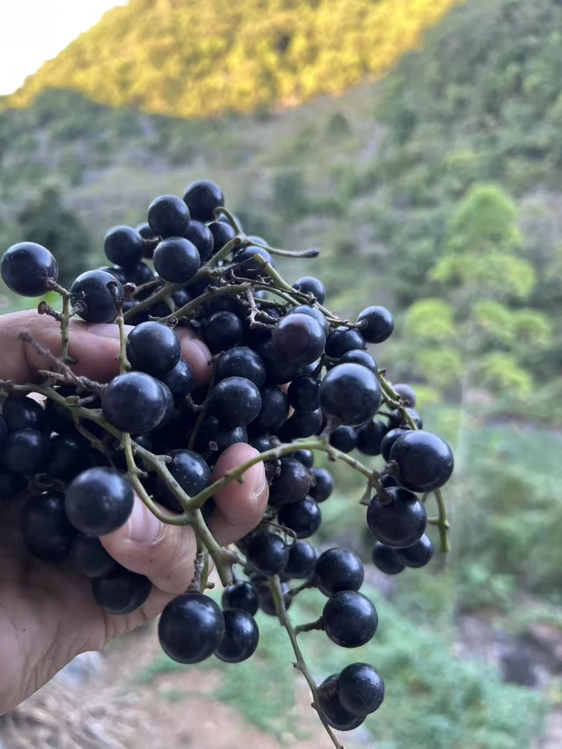 广西新鲜现摘酿酒专用野葡萄已洗好可直接酿酒真空包装【顺丰包邮】