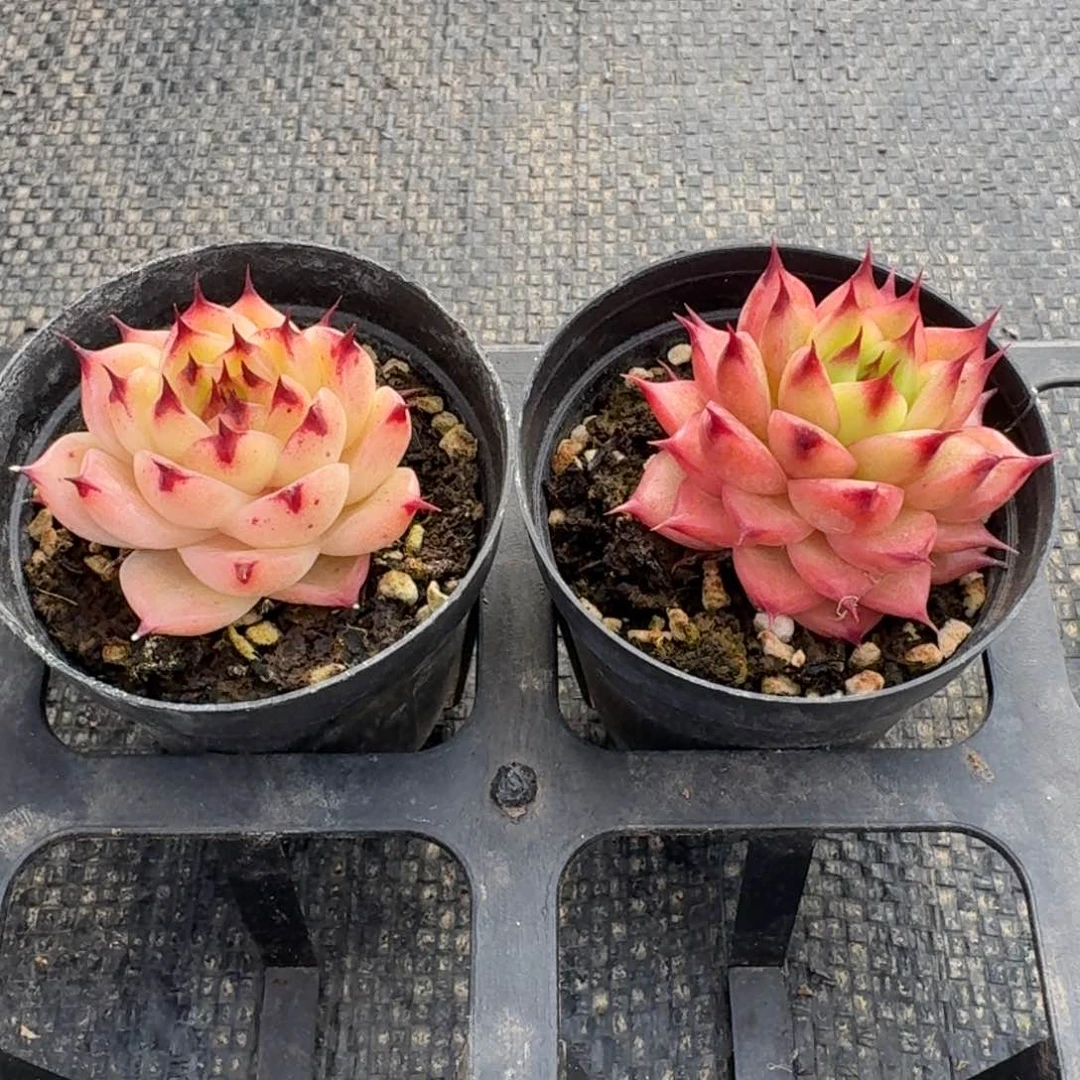 多肉杂交一物一拍24-211