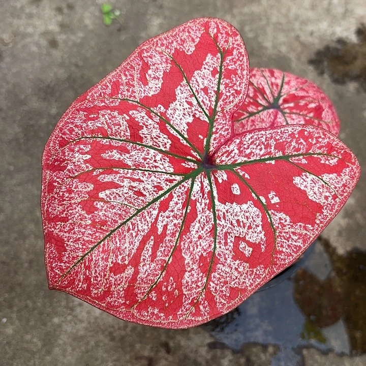 O***板59-0103猩红玛丽福利广东现货