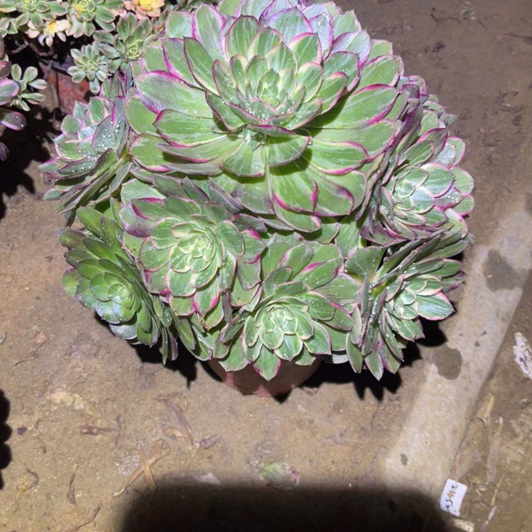 12-26-67莲花座法师锦