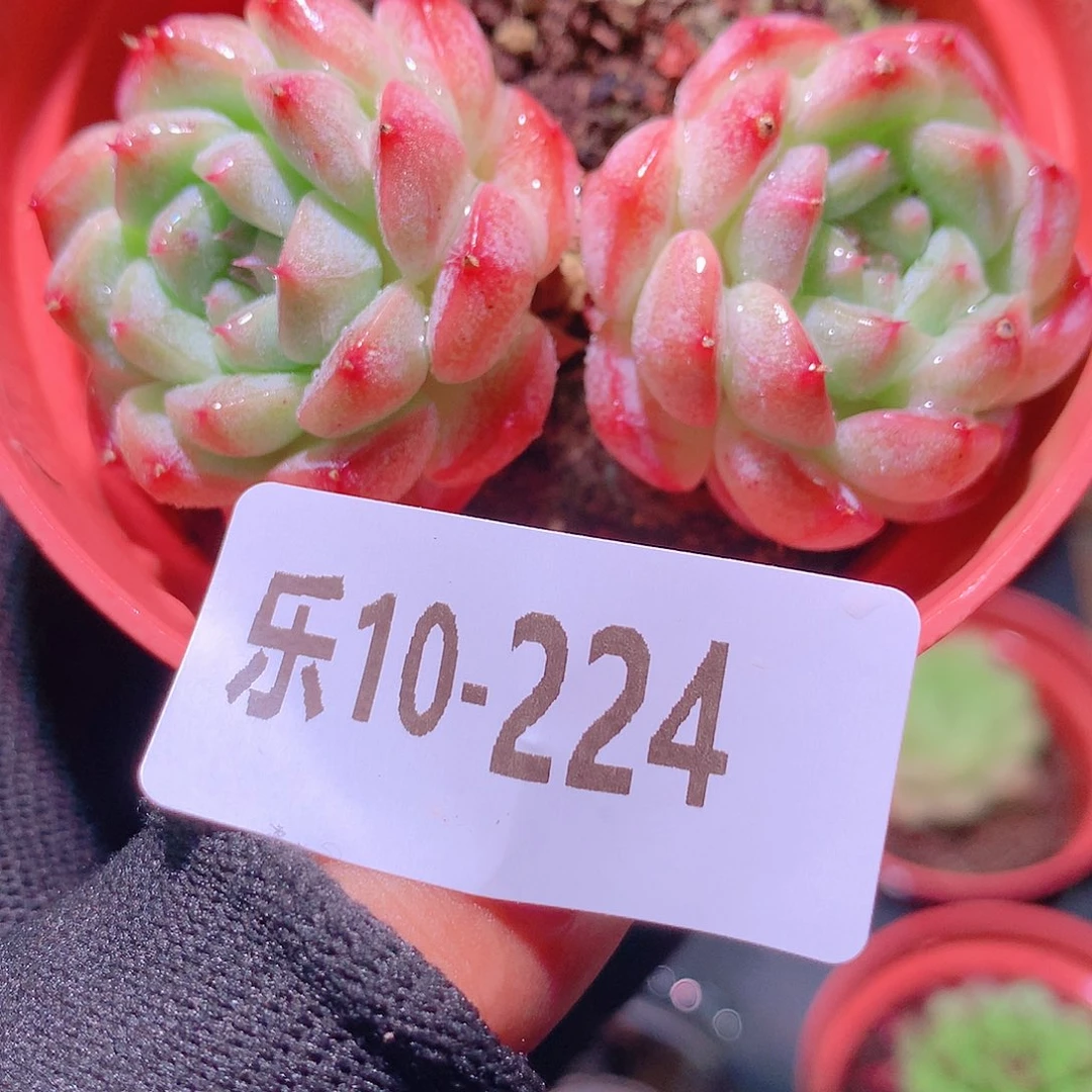 乐然10-224 白桃汽水