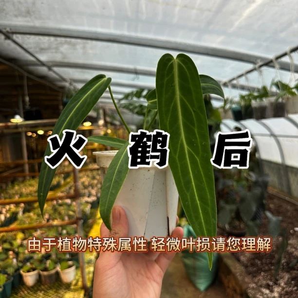 【火鹤后花烛】天南星科观叶植物室内植物热植